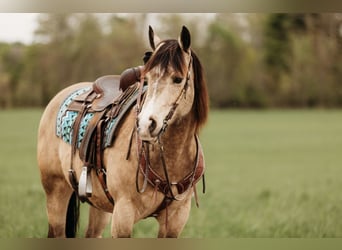 American Quarter Horse, Castrone, 7 Anni, 152 cm, Pelle di daino
