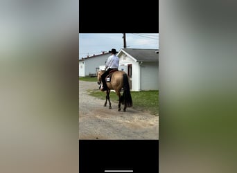 American Quarter Horse, Castrone, 7 Anni, 152 cm, Pelle di daino