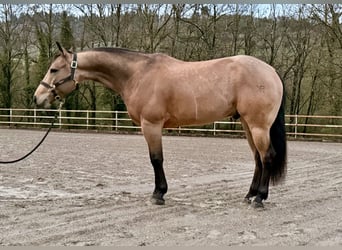 American Quarter Horse, Castrone, 7 Anni, 152 cm, Pelle di daino