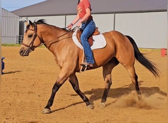 American Quarter Horse, Castrone, 7 Anni, 152 cm, Pelle di daino