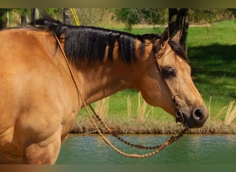 American Quarter Horse, Castrone, 7 Anni, 152 cm, Pelle di daino