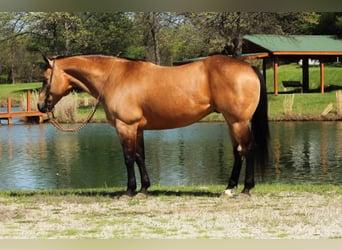 American Quarter Horse, Castrone, 7 Anni, 152 cm, Pelle di daino