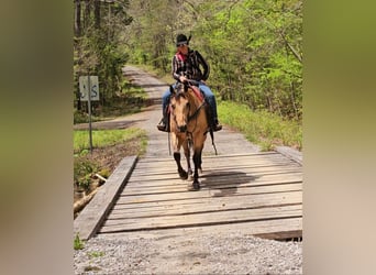 American Quarter Horse, Castrone, 7 Anni, 152 cm, Pelle di daino