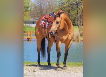 American Quarter Horse, Castrone, 7 Anni, 152 cm, Pelle di daino