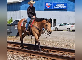 American Quarter Horse, Castrone, 7 Anni, 152 cm, Pelle di daino