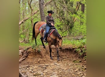 American Quarter Horse, Castrone, 7 Anni, 152 cm, Pelle di daino