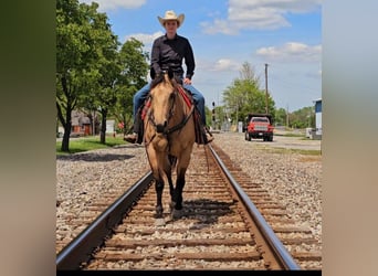 American Quarter Horse, Castrone, 7 Anni, 152 cm, Pelle di daino
