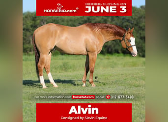 American Quarter Horse, Castrone, 7 Anni, 152 cm, Red dun