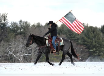 American Quarter Horse, Castrone, 7 Anni, 152 cm, Roano blu