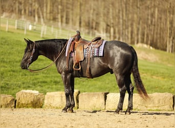 American Quarter Horse, Castrone, 7 Anni, 152 cm, Roano blu