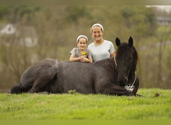 American Quarter Horse, Castrone, 7 Anni, 152 cm, Roano blu