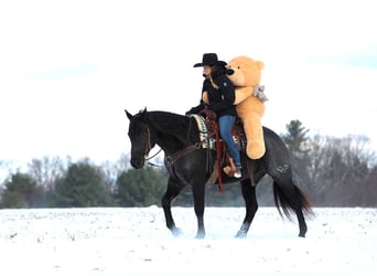 American Quarter Horse, Castrone, 7 Anni, 152 cm, Roano blu