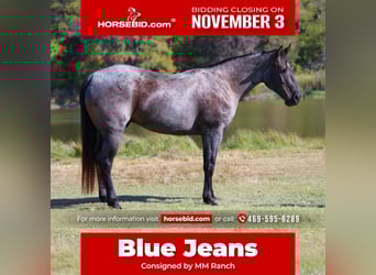 American Quarter Horse, Castrone, 7 Anni, 152 cm, Roano blu