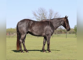 American Quarter Horse, Castrone, 7 Anni, 152 cm, Roano blu