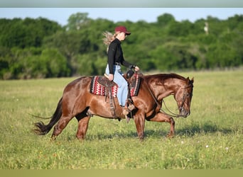 American Quarter Horse, Castrone, 7 Anni, 152 cm, Roano rosso