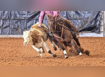American Quarter Horse, Castrone, 7 Anni, 152 cm, Roano rosso