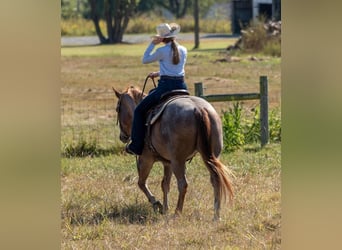 American Quarter Horse, Castrone, 7 Anni, 152 cm, Roano rosso