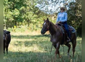 American Quarter Horse, Castrone, 7 Anni, 152 cm, Roano rosso