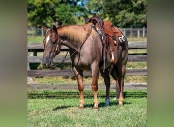 American Quarter Horse, Castrone, 7 Anni, 152 cm, Roano rosso