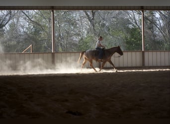 American Quarter Horse, Castrone, 7 Anni, 152 cm, Roano rosso