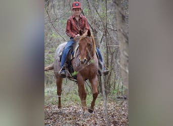 American Quarter Horse, Castrone, 7 Anni, 152 cm, Roano rosso