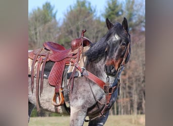 American Quarter Horse, Castrone, 7 Anni, 152 cm, Roano rosso