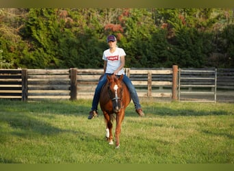 American Quarter Horse, Castrone, 7 Anni, 152 cm, Sauro