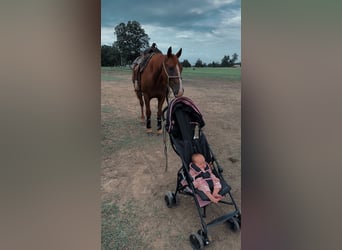 American Quarter Horse, Castrone, 7 Anni, 152 cm, Sauro ciliegia