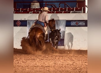 American Quarter Horse, Castrone, 7 Anni, 152 cm, Sauro ciliegia