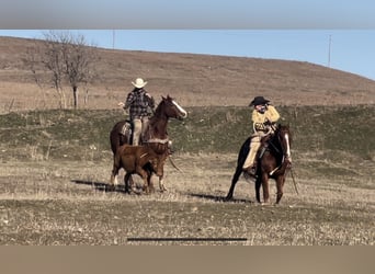 American Quarter Horse, Castrone, 7 Anni, 152 cm, Sauro ciliegia