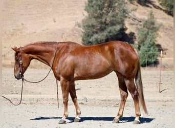 American Quarter Horse, Castrone, 7 Anni, 152 cm, Sauro ciliegia