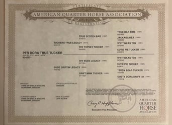 American Quarter Horse, Castrone, 7 Anni, 152 cm, Sauro ciliegia