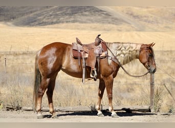 American Quarter Horse, Castrone, 7 Anni, 152 cm, Sauro ciliegia