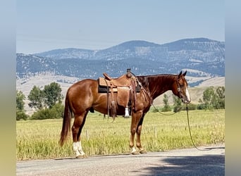 American Quarter Horse, Castrone, 7 Anni, 152 cm, Sauro ciliegia