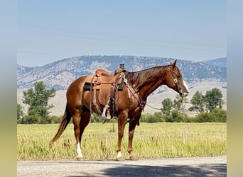 American Quarter Horse, Castrone, 7 Anni, 152 cm, Sauro ciliegia
