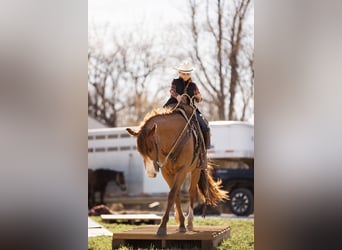 American Quarter Horse, Castrone, 7 Anni, 152 cm, Sauro ciliegia
