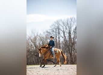 American Quarter Horse, Castrone, 7 Anni, 152 cm, Sauro ciliegia