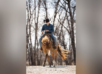 American Quarter Horse, Castrone, 7 Anni, 152 cm, Sauro ciliegia