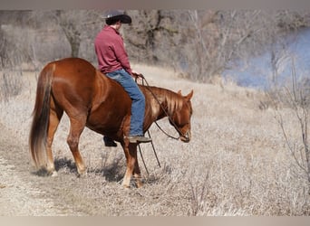 American Quarter Horse, Castrone, 7 Anni, 152 cm, Sauro ciliegia