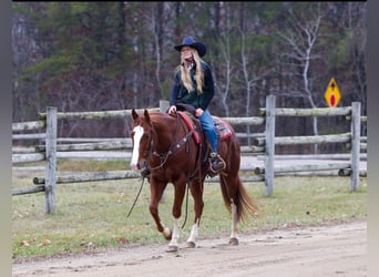 American Quarter Horse, Castrone, 7 Anni, 152 cm, Sauro ciliegia