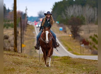 American Quarter Horse, Castrone, 7 Anni, 152 cm, Sauro ciliegia