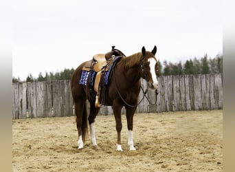 American Quarter Horse, Castrone, 7 Anni, 152 cm, Sauro ciliegia