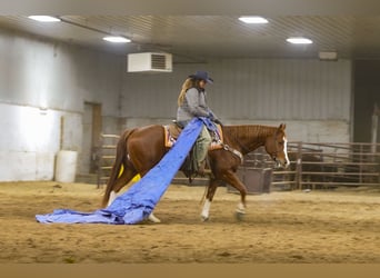 American Quarter Horse, Castrone, 7 Anni, 152 cm, Sauro ciliegia