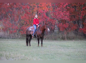 American Quarter Horse, Castrone, 7 Anni, 152 cm, Sauro ciliegia