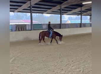 American Quarter Horse, Castrone, 7 Anni, 152 cm, Sauro