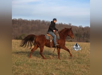 American Quarter Horse, Castrone, 7 Anni, 152 cm, Sauro scuro
