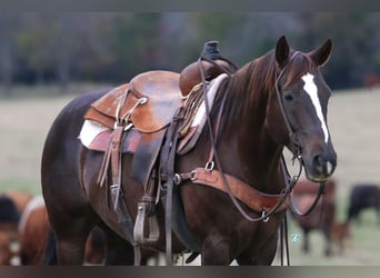 American Quarter Horse, Castrone, 7 Anni, 152 cm, Sauro scuro