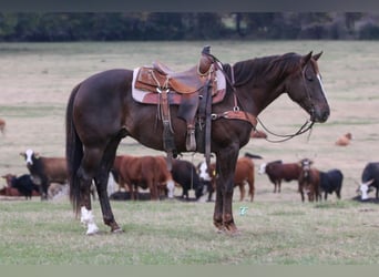 American Quarter Horse, Castrone, 7 Anni, 152 cm, Sauro scuro