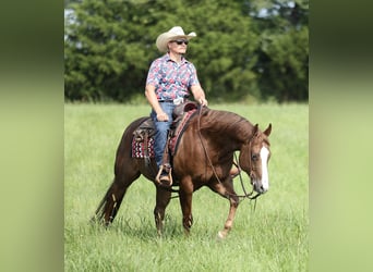American Quarter Horse, Castrone, 7 Anni, 152 cm, Sauro scuro