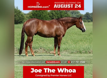 American Quarter Horse, Castrone, 7 Anni, 152 cm, Sauro scuro